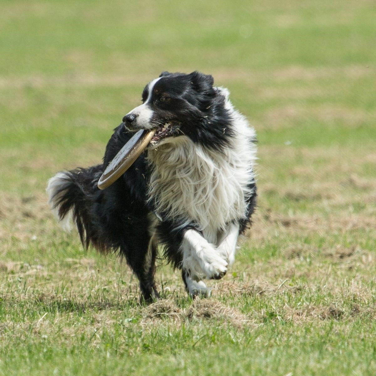 Hem Eğitici Ve Hem Eğlenceli Yuvarlak Hafif Ağırlıklı Köpek Frizbi Oyuncağı